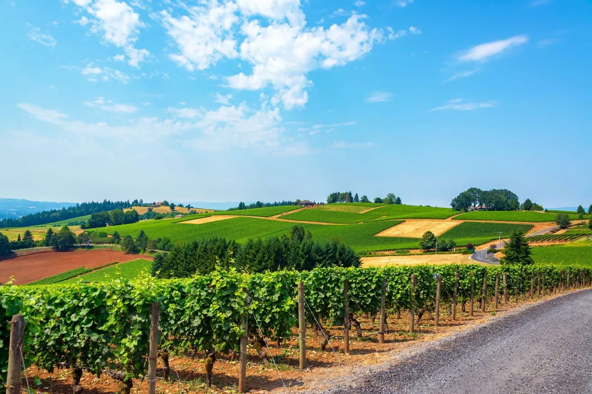 This image showcases sweeping vineyards, rolling hills, and a dirt road, perfectly capturing the tranquil and scenic landscape of the Willamette Valley wine country. The vineyards stretch across the horizon under a serene sky, embodying the essence of Oregon’s wine region.